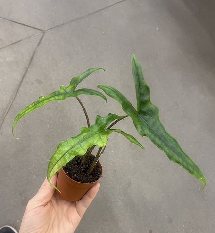 Алоказия Сабрина Нэрроу