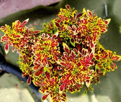 Felicity Тай колеус КСР