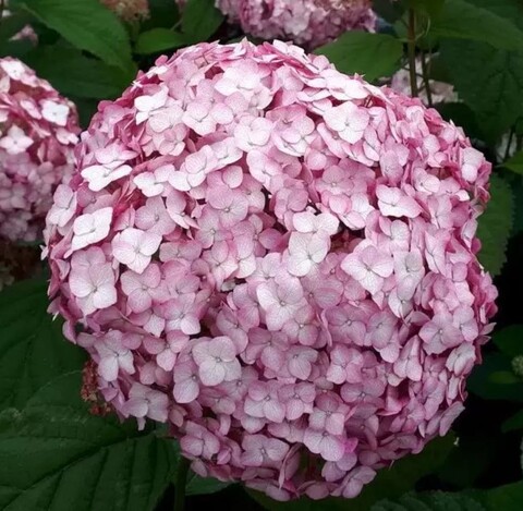 Гортензия древовидня Кандибель баблгам