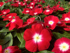 Катарантус красный с глазком