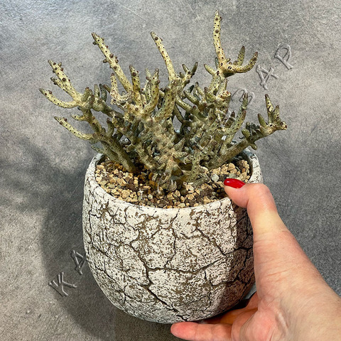 Тилекодон Бухгольца в керамике d15