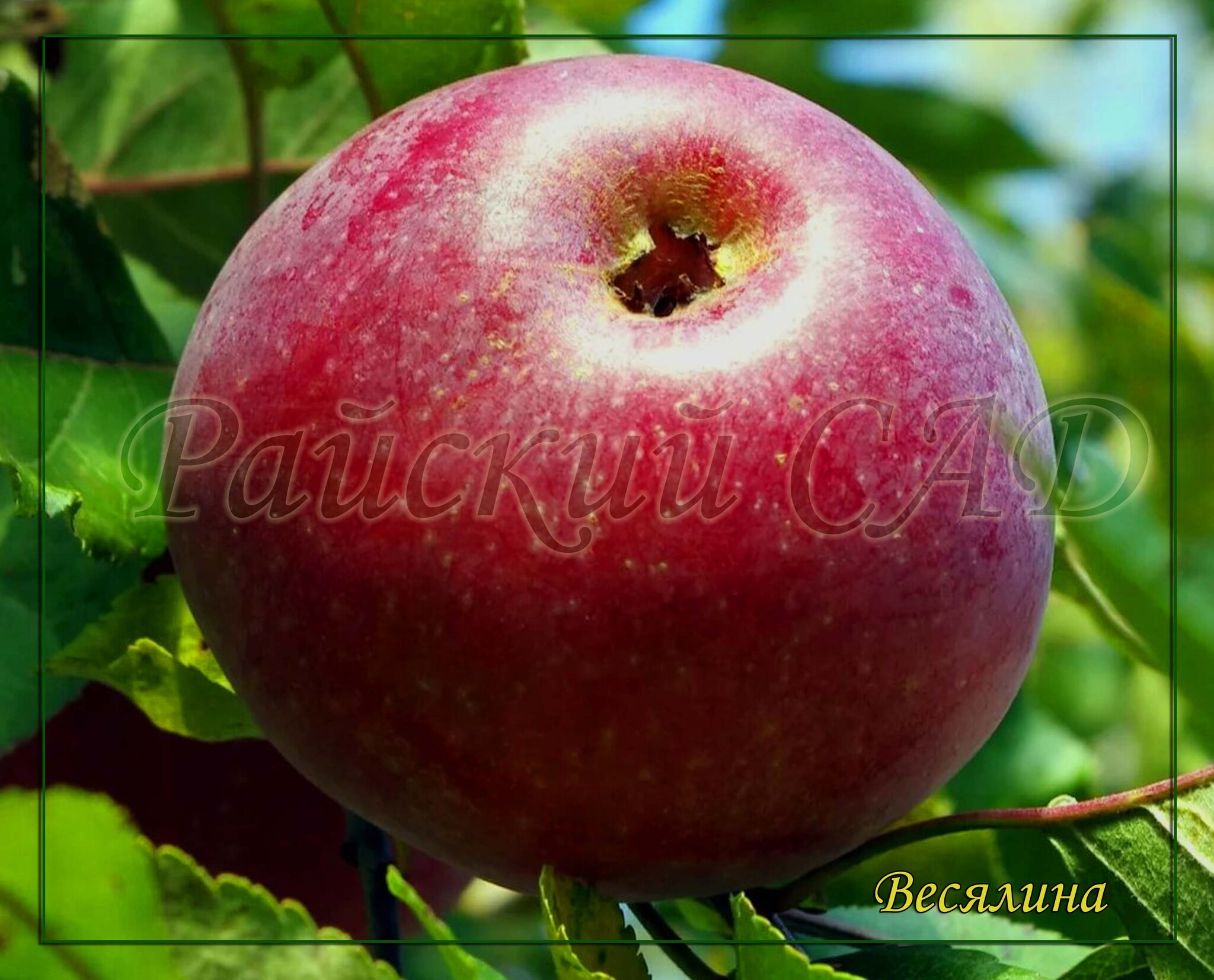 Сорт яблони наполеон. Сорта яблонь названия. Яблоня меринда. Яблоня сорта весялина. Сорта яблонь 2 класс окружающий мир.