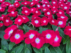 Катарантус красный с глазком