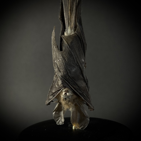 Летучая мышь в клоше