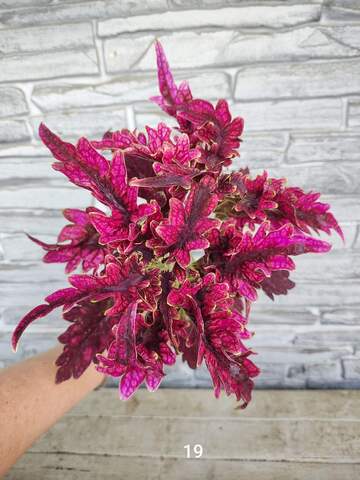 Bloody Mary Тай колеус КСР