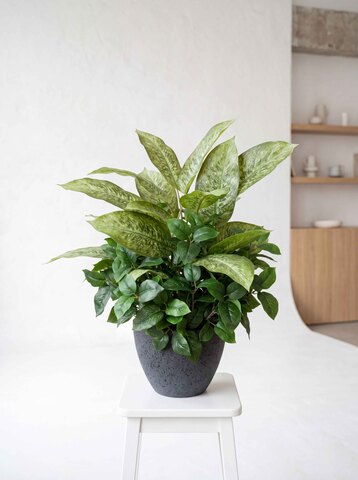 Диффенбахия с зеленью с кашпо Лофт