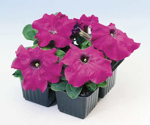 S6013 Петуния кустовая Grandiflora Limbo GP Violet 100 шт.