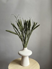 Сетария салатовая