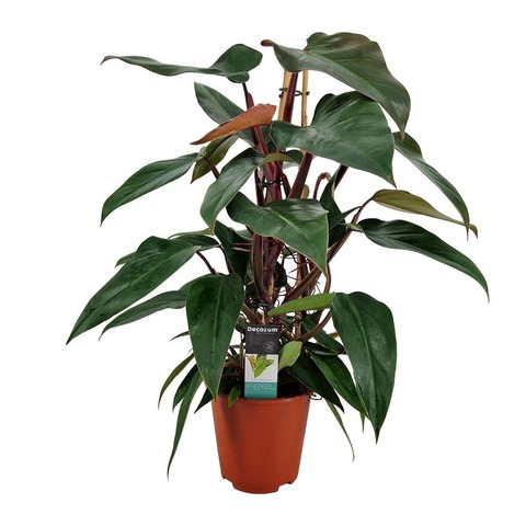 Филодендрон Рэд/Грин микс