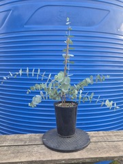 Teofrast Семена Эвкалипт Бэби Блю