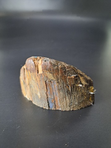 Бивень мамонта для коллекции и поделок