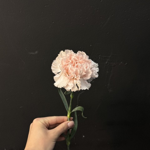 Гвоздика светло-розовая 60 см 1 шт