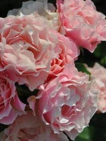 Чик Флоу (Chic Flow)