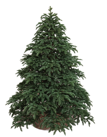 Triumph tree ель Нормандия 3,05 м темно-зеленая