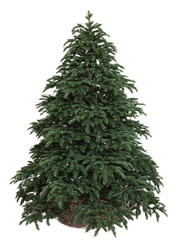 Triumph tree ель Нормандия 3,05 м темно-зеленая