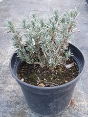 Teofrast Семена Лаванда узколистная Lavandula angustifolia