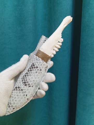 Ножны из кожи питона 18см Х 5см 2