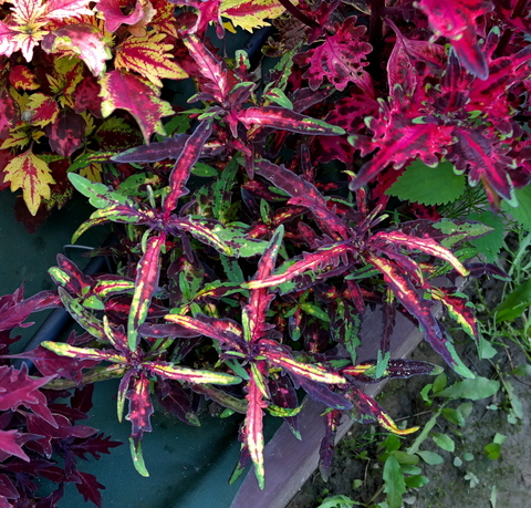 Зяблик колеус