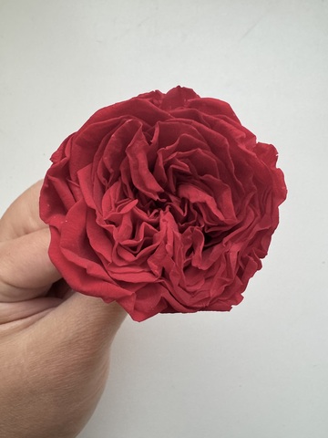 Роза сортовая 6-7см Темно-красный (цена за 3шт)