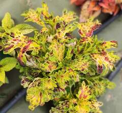 Campanella Тай колеус КСР