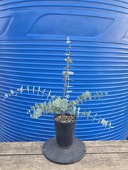 Teofrast Семена Эвкалипт Бэби Блю