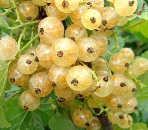 Смородина белая Уральская