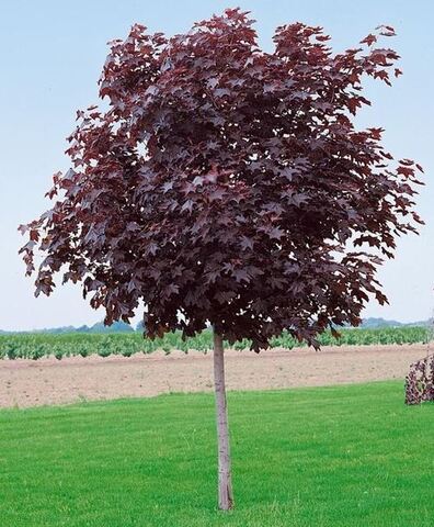 Клен остролистный Роял Ред