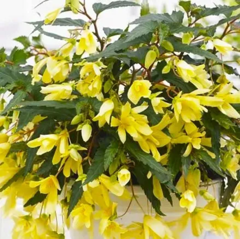 12100 Бегония Beauvilia Yellow (Весна 2026)