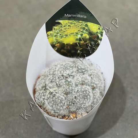 Маммиллярия Гласа d10