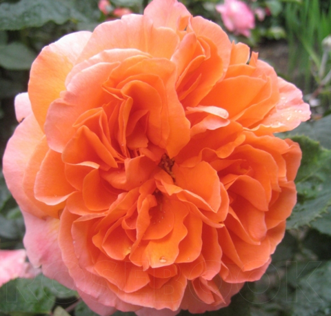 Роза чайно-гибридная Рене Госсини