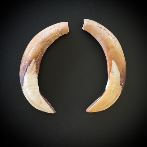 Клыки кабана (самка)