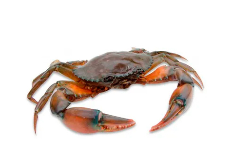 Краб Мягкопанцирный свежемороженый JAPAN~160г