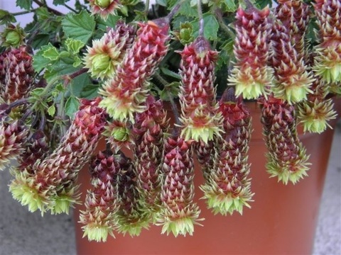 Пеларгония Fir Tree Catkins