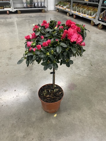 Азалия на штамбе Микс