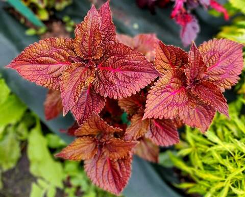 Cinnamon Тай колеус КСР