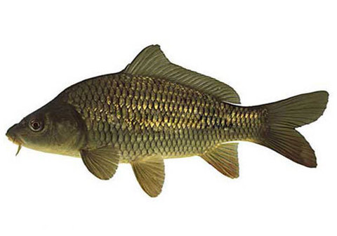 Карп живой~1.5кг