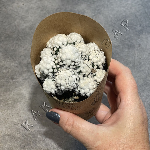 Маммиллярия Грацилис Оруга в эко упаковке d8