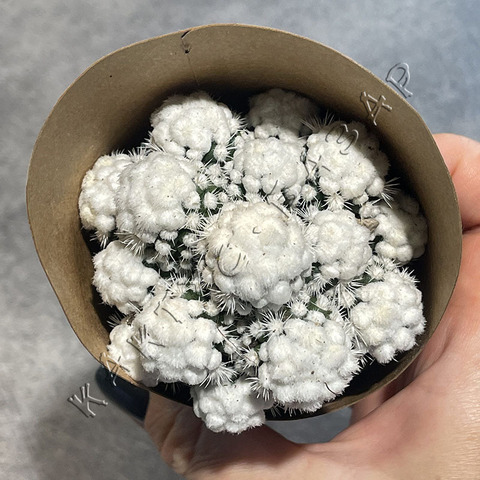 Маммиллярия Грацилис Оруга в эко упаковке d8