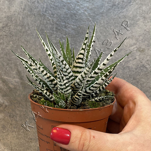 Хавортия Фасциата Альба d8