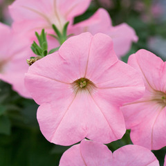 3202 Петуния ALPETUNIA SOFT PINK (ВЕСНА 2025)