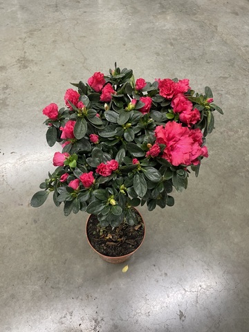 Азалия на штамбе Микс