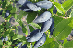 Саженец Жимолости Канадской «Блю Банана» (Blue Banana) (Премиум-сорт, Сладкий «банан», Без горечи, Не осыпается)