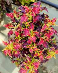 Dainty Тай колеус КСР