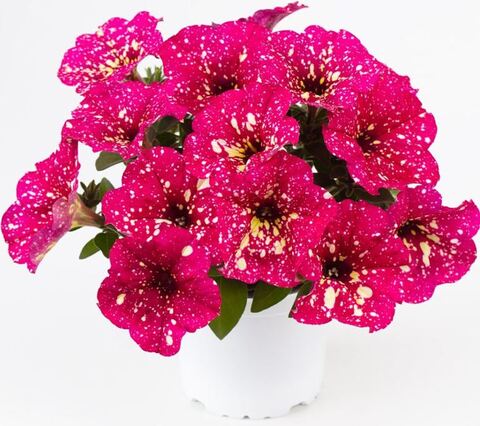 Петуния Constellation Supernova