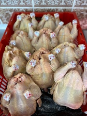 Цыпленок домашний