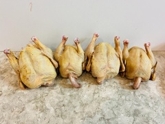 Цыпленок домашний