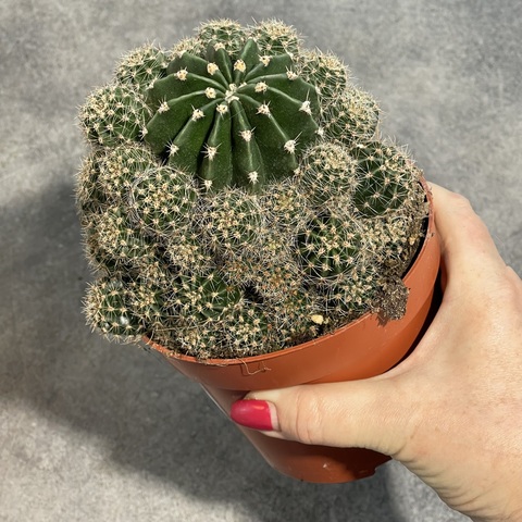 Эхинопсис Эрье d12