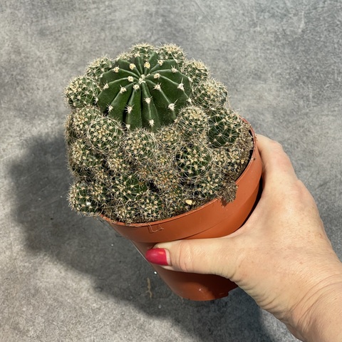 Эхинопсис Эрье d12