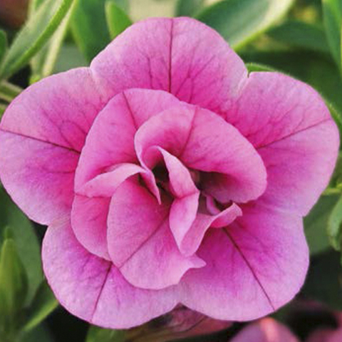 19171 Калибрахоа CALITA DOUBLE ROSE BICOLOR (ВЕСНА 2025)