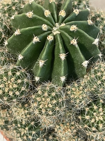 Эхинопсис Эрье d12